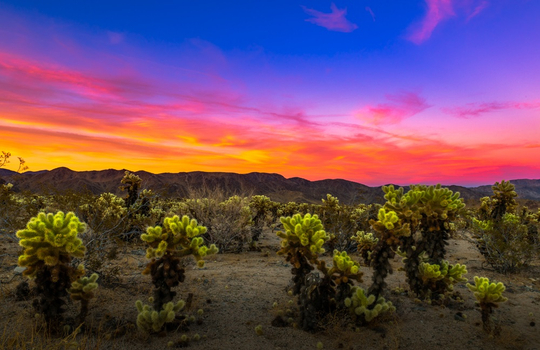 越熟越有禮♯美西旅遊｜大峽谷、約書亞樹國家公園、拉斯維加斯、七彩巨石、洛杉磯、好萊塢星光大道、天文台、農夫市集７日