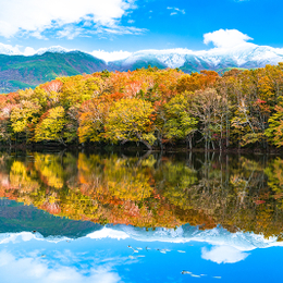 ITCTS【虎航．秋采道央楓情】北海道道央紅葉狩･美瑛富良野･港都小樽･定山溪･洞爺支笏湖･札幌･5日