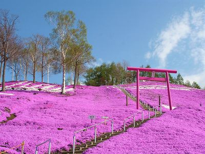 【北海道東芝櫻、鬱金香～三溫泉5日】東藻琴芝櫻公園 上湧別鬱金香 阿寒湖遊船 旭山動物園 浪漫小樽