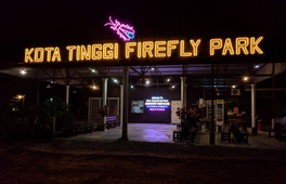 新山哥打丁宜螢火蟲河夜間之旅