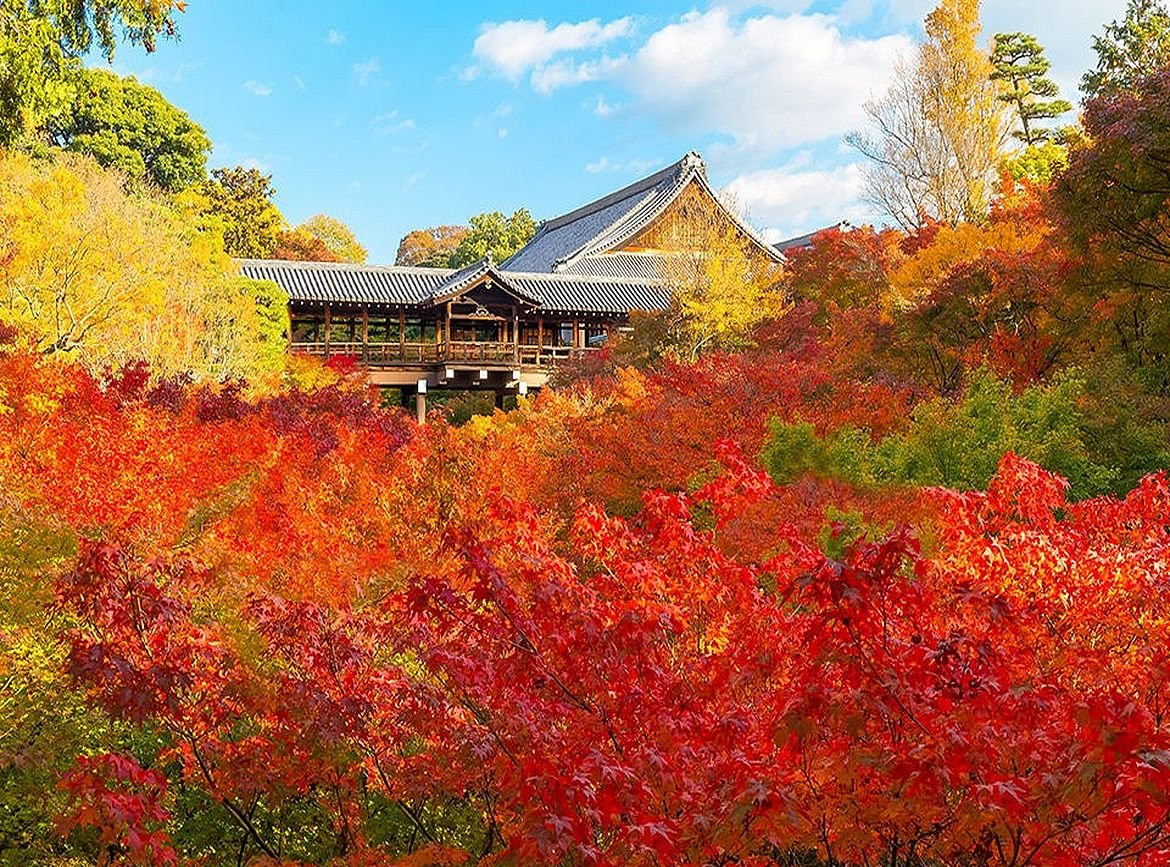 星宇神戶【關西星楓采】紅葉東福寺．花之御長谷寺．北野天滿宮．清水寺．嵐山渡月橋．宇治川遊船．螃蟹x燒肉吃到飽 5天
