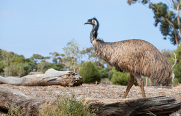 威瑞比野生動物園親近澳洲動物體驗