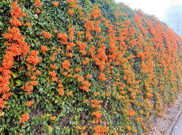 花戀香風格旅人-繽紛花季、漁島月灣踏浪、必吃麻豆碗粿、月港意麵香、五星香格里拉 一泊三食二日