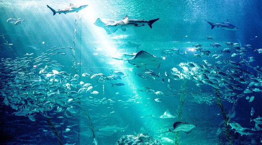 【濟州島】Aqua Planet水族館