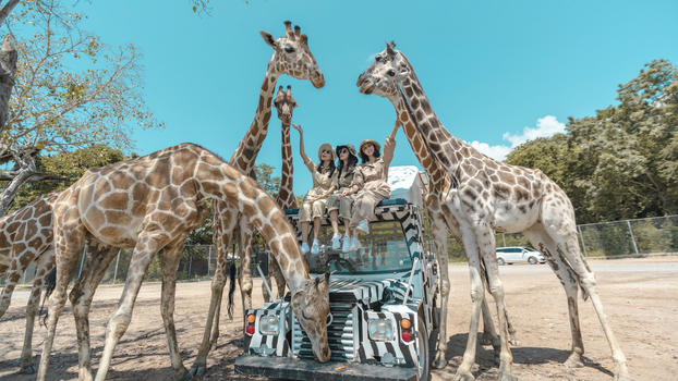 【6人成行】野泰美~超夯北碧野生動物園、網美咖啡廳、懸崖鐵路、橋德夜市5日(無購物)