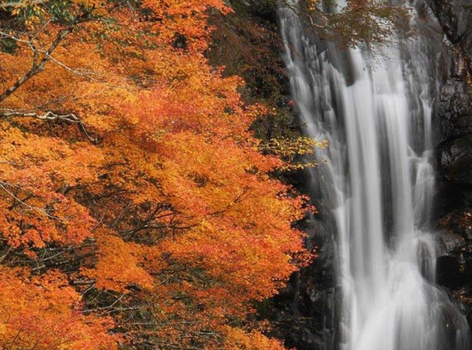 【四國楓特惠】升等道後溫泉．紅葉秘境中津溪谷．秋之竹林寺．大步危峽谷遊船．炙燒鰹魚體驗．高知城．名湯饗宴4天