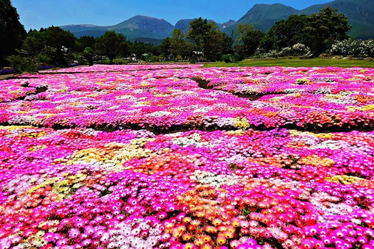 九州熊本粉蝶花&鬱金香嘉年華~絕美花海公園+A5和牛燒烤+三大蟹吃到飽溫泉五日(星宇航空熊本進出)