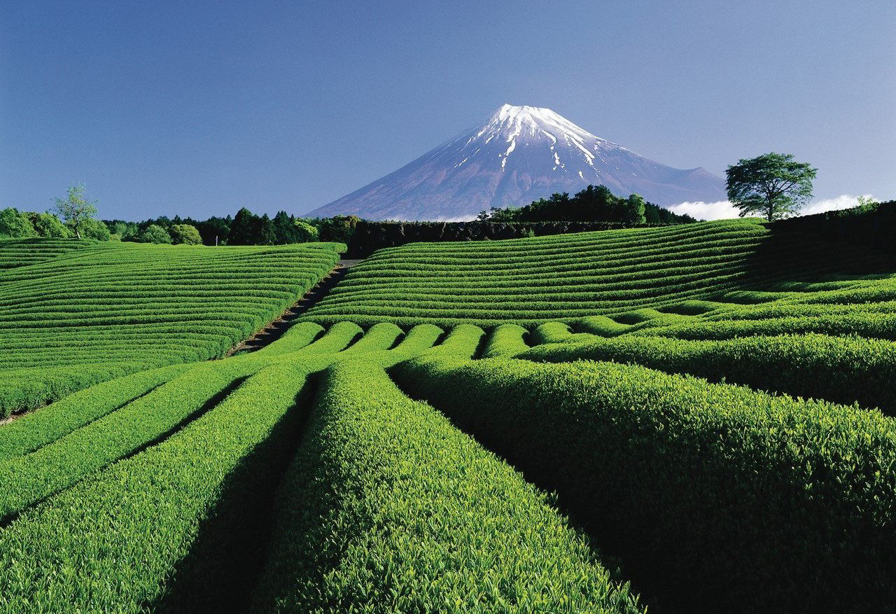 牧之原大茶園旅遊指南 熱門景點資訊 交通地圖 Eztravel易遊網