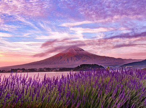 【東京玩透透】迪士尼．橫濱八景島x可愛海豚秀．KABA河馬巴士．大石公園花爛漫．河口湖採果趣．淺草觀音寺．溫泉美食5天
