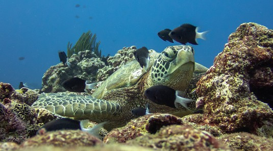 🐢全世界海龜密度最高的島嶼之一🐢