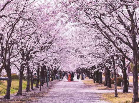 【櫻舞四國】櫻之松山城．牧野櫻花隧道．炙燒鰹魚．司牡丹酒藏．神隱少女湯屋．堀川花見遊船．金刀比羅宮．燒肉x螃蟹吃到飽4天