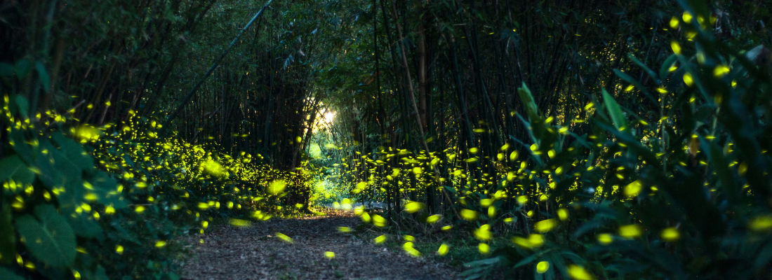 螢火蟲季-大自然的星光大道