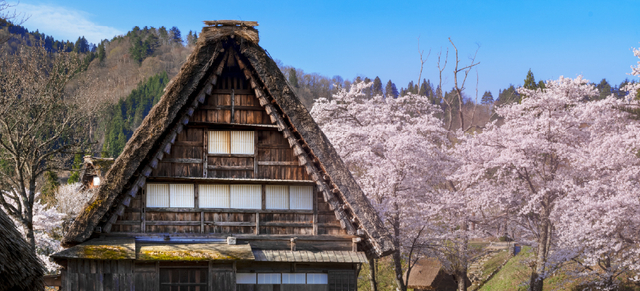 富山櫻飛舞～足羽川櫻花隧道、童話合掌村、兼六園、溫泉五日