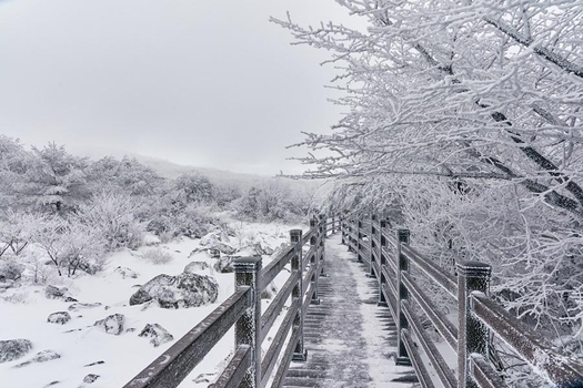 【玩瘋濟州】漢拏山風情、萌可愛羊駝、繽紛瑞士村、海景咖啡、山君不離5日(二站人蔘.彩妝)