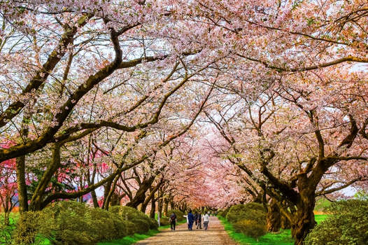 預約粉紅櫻花海♯2026東北奧入瀨溪.櫻花百選名所.秋田內陸鐵道.猊鼻溪遊船溫泉美食五日~東北最美櫻花明所~歷史古城~自然絕景