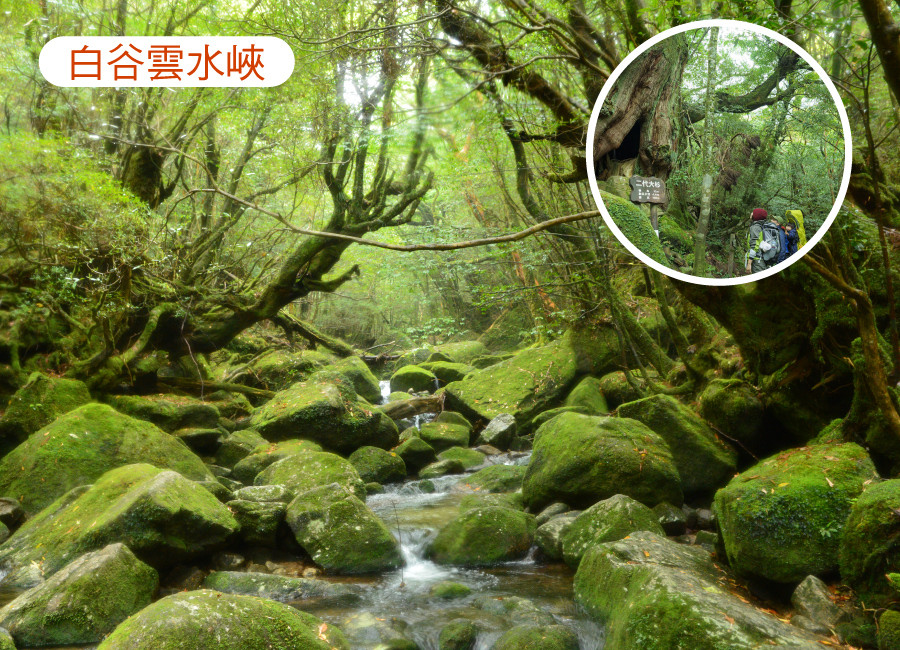 九州秘境屋久島5日-五星魔法仙境千年屋久島.千年衫道‧白雲水峽.櫻島渡輪.指宿砂浴體驗(鹿兒島進出)