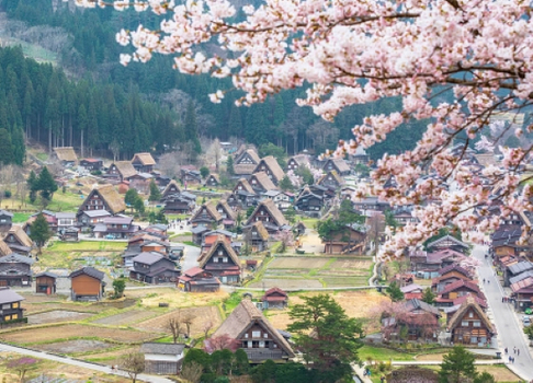 預約粉紅櫻花海♯【季節限定】【漫漫櫻花名古屋５日】賞櫻名所彥根城、白川鄉合掌村、兼六園、新穗高纜車、高山老街[含稅簽]