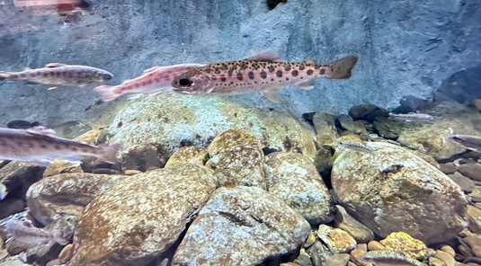武陵．純氧桃山步道+福壽山農場2天