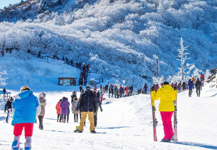 搭７Ｃ去滑雪韓國５天～南怡島遊船、海棠鳥園、塗鴉秀、採草莓、明洞