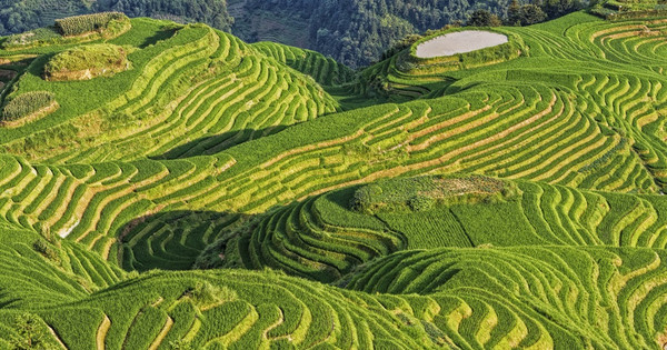 龍脊梯田旅遊指南| 熱門景點資訊、交通地圖| ezTravel易遊網