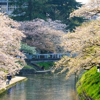 粉紅櫻花餘位搶♯【櫻花百選北陸５日】國寶彥根城、高岡古城公園、白川鄉合掌村、金澤兼六園、兩晚溫泉[含稅簽]