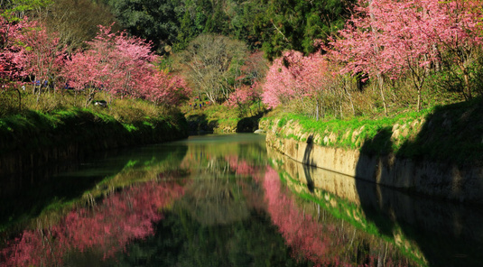 阿里山+溪頭/杉林溪賞花+台北桃花源4天
