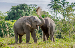 普吉島大象保護區體驗