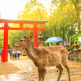 星中關西輕旅5日環球影城.嵐山.達摩寺.萌鹿.馬賽克廣場.伏見稻荷大社