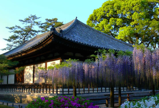 關西藍色海~宇治平等院.粉蝶花祭.竹林小徑.環球影城五日