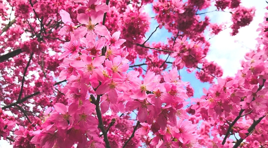 南投．草坪頭櫻花季+紫南宮祈福1日