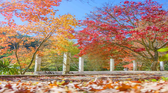 台東日暉Villa渡假+武陵農場森林浴3天