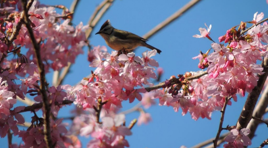 南投杉林溪櫻花河岸+日月潭山水畫3天