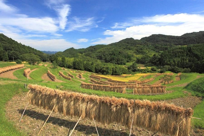 秋步茶湯屋 千枚田 紅葉祭 浴衣體驗 見濱園 鋸山纜車 白鳥船 溫泉5日 Eztravel易遊網