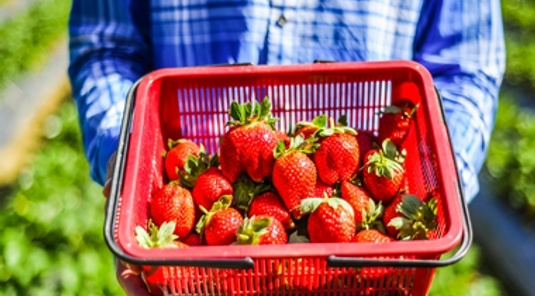 苗栗．大湖採草莓+泰安溫泉泡腳1日