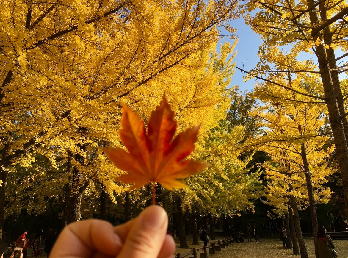 【秋遊釜慶邱‧賞楓葉銀杏粉芒】十大秋遊名所、P.ARK爆紅海景咖啡廳、膠囊列車、韓服體驗、甘川洞5日(不進人蔘+保肝)