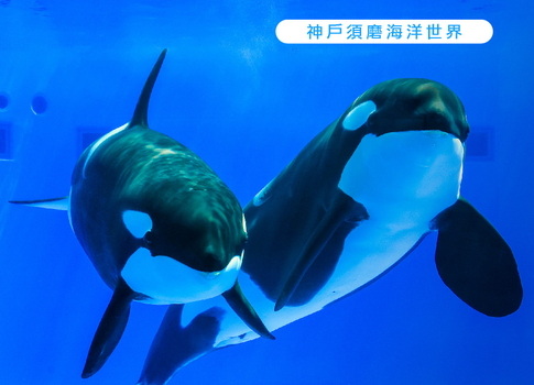 跟團限時省♯繽紛星體驗.關西四都5日.全新開幕神戶須磨海洋世界.嵐山叮叮車.米其林清水寺.奈良小鹿.和牛龍蝦(星宇航空)