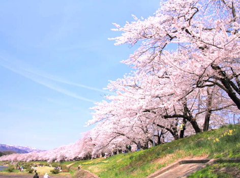 新春開運送紅包♯【秋田走走．賞賞櫻】由利高原鐵道．千秋公園櫻吹雪．銀山溫泉．北上展勝地．角館枝垂櫻．螃蟹X燒肉吃到飽．名湯雙溫泉 5天