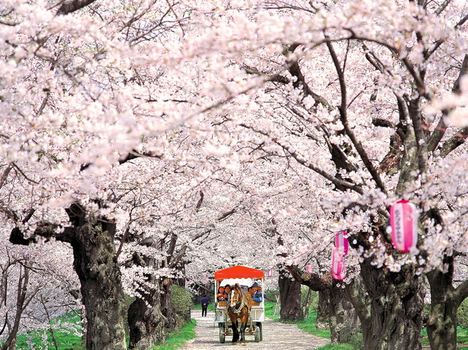 跟團限時省♯東北群櫻飛舞湯樂5日(仙台/仙台)武家屋敷.弘前公園.白石川堤千本櫻.景觀鐵道.三溫泉