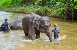 瓜拉甘達大象保育中心之旅（含螢火蟲夜間遊船＆海鮮晚餐）- 吉隆坡出發