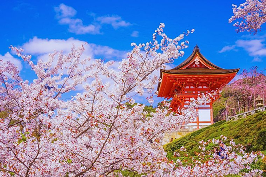 預約粉紅櫻花海♯【大阪櫻花聖地巡禮+螃蟹國產牛吃到飽】有馬溫泉x近江八幡遊船五日(星宇)