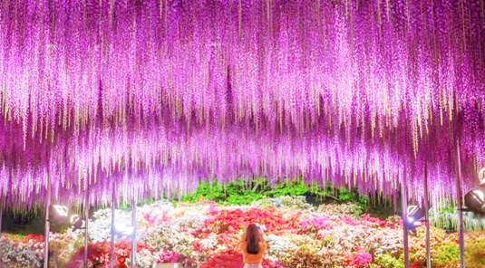 足立花卉公園夜紫藤花一日遊(中文)