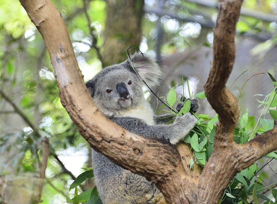 【澳洲黃金雪梨９日】雪梨歌劇院、藍山國家公園、庫倫賓動物園、抱抱無尾熊、酒莊品酒[含稅] 78
