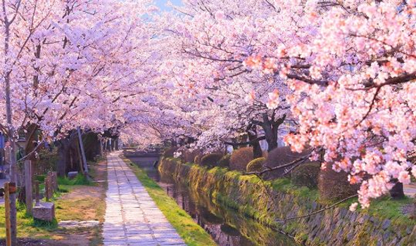 【預約粉紅櫻花海♯關西櫻花+環球影城】圓山公園+二條城夜櫻．奈良小鹿．大阪城水上巴士．和服體驗 5 日