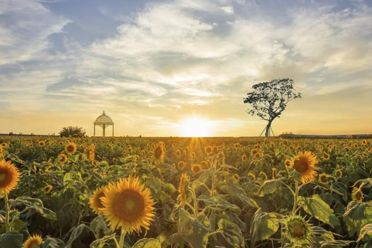 濟州五星藍鼎～神話世界&韓服體驗.奢華汗蒸幕.笑笑羊牧場.蔚藍海岸5日(一站彩妝)