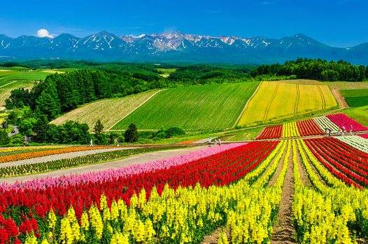 暑假揪團超省♯北海道花花世界5日-富田農場、黑岳纜車、尼克斯海洋公園、熊牧場、浪漫小樽、洞爺花火