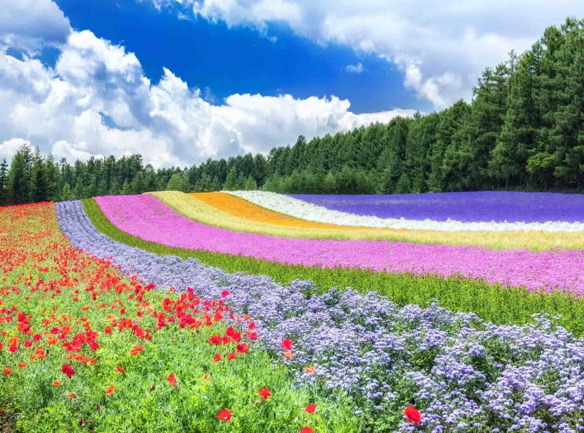 【夏艷北海道】富良野花海.四季彩之丘.小樽運河.萌企鵝漫步x可愛熊牧場.安藤忠雄美學.洞爺湖花火.長腳蟹放題.雙溫泉5天
