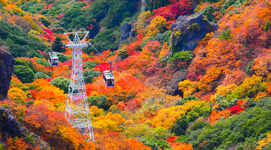 暢秋旅遊節♯北海道紅葉輕旅行~神居古潭‧函館纜車‧八幡坂五日(旭/函)