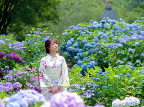 【花遊星四國】絕景紫陽花．雲頂山公園x空中纜車．野市紫陽花街道．大步危遊船．土佐和紙體驗．燒肉吃到飽．升等道後溫泉4天