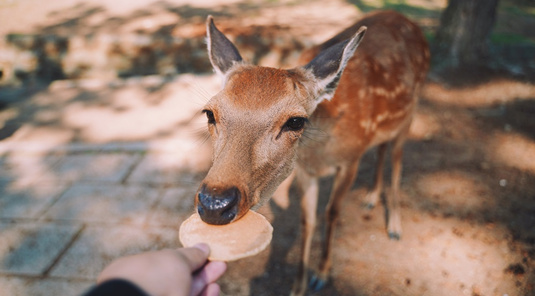 小資關西城市漫遊 5日|京都八橋工廠見學+試吃、奈良仙貝餵萌鹿、一夜好眠日根神社、名勝大阪城公園、美食黑門市場(兩人一室一中床方案)