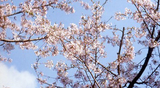 阿里山小火車(本線)賞春櫻+奮起湖2天